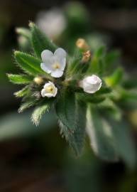 Fotografia da espécie Buglossoides arvensis subesp. arvensis