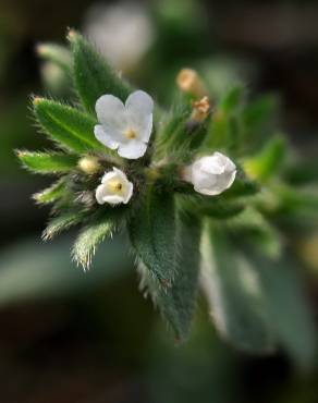 Fotografia 7 da espécie Buglossoides arvensis subesp. arvensis no Jardim Botânico UTAD