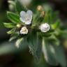 Fotografia 7 da espécie Buglossoides arvensis subesp. arvensis do Jardim Botânico UTAD