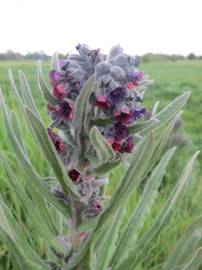 Fotografia da espécie Cynoglossum officinale