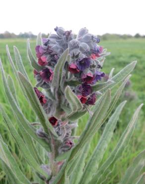 Fotografia 6 da espécie Cynoglossum officinale no Jardim Botânico UTAD