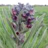 Fotografia 6 da espécie Cynoglossum officinale do Jardim Botânico UTAD