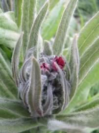 Fotografia da espécie Cynoglossum officinale