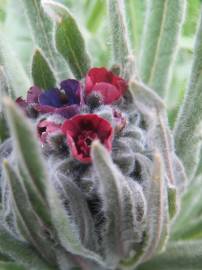 Fotografia da espécie Cynoglossum officinale