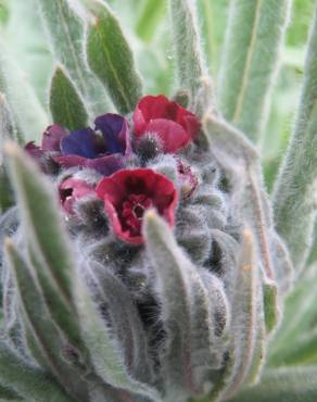 Fotografia 8 da espécie Cynoglossum officinale no Jardim Botânico UTAD