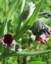 Fotografia da espécie Cynoglossum officinale