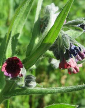 Fotografia 1 da espécie Cynoglossum officinale no Jardim Botânico UTAD