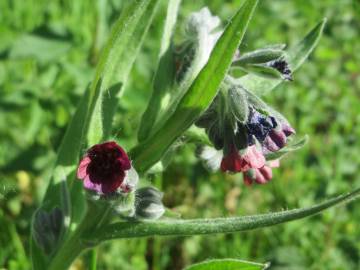 Fotografia da espécie Cynoglossum officinale