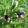 Fotografia 1 da espécie Cynoglossum officinale do Jardim Botânico UTAD