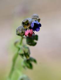 Fotografia da espécie Cynoglossum officinale