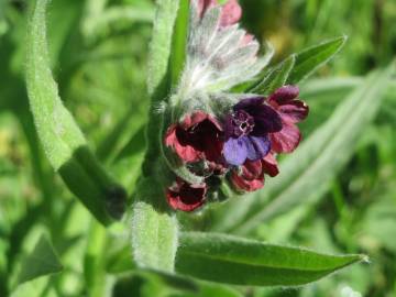 Fotografia da espécie Cynoglossum officinale