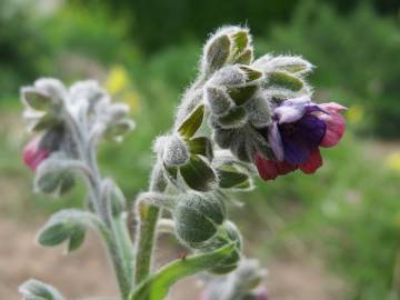 Fotografia da espécie Cynoglossum officinale