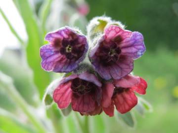 Fotografia da espécie Cynoglossum officinale