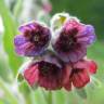 Fotografia 13 da espécie Cynoglossum officinale do Jardim Botânico UTAD