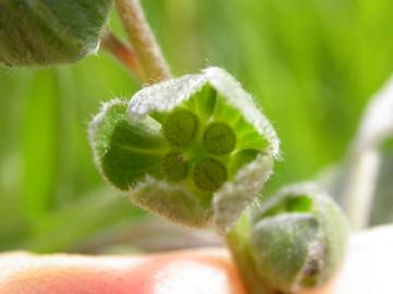 Fotografia da espécie Cynoglossum officinale