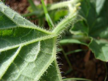 Fotografia da espécie Cucumis melo