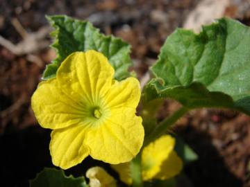 Fotografia da espécie Cucumis melo