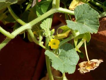 Fotografia da espécie Cucumis melo