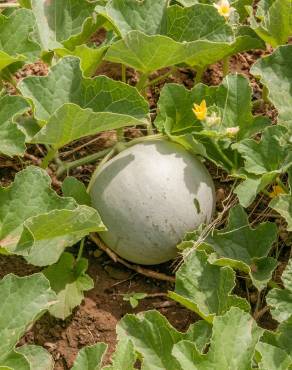 Fotografia 1 da espécie Cucumis melo no Jardim Botânico UTAD