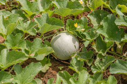 Fotografia da espécie Cucumis melo