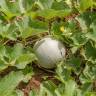 Fotografia 1 da espécie Cucumis melo do Jardim Botânico UTAD