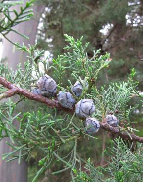 Fotografia 1 da espécie Cupressus arizonica no Jardim Botânico UTAD