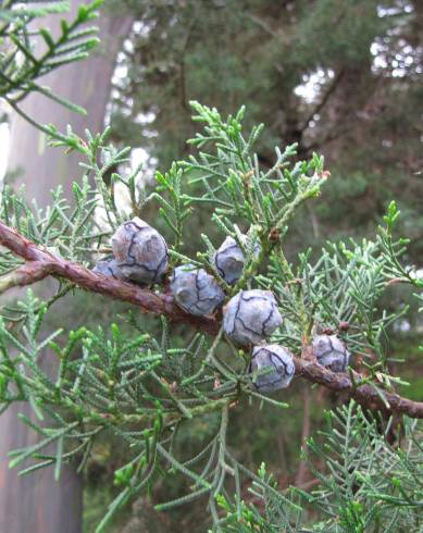 Fotografia de capa Cupressus arizonica - do Jardim Botânico