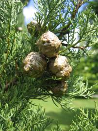 Fotografia da espécie Cupressus sempervirens