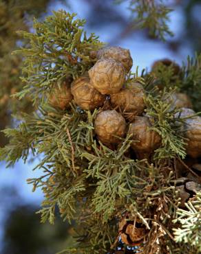 Fotografia 5 da espécie Cupressus sempervirens no Jardim Botânico UTAD