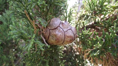 Fotografia da espécie Cupressus sempervirens