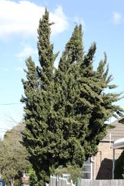 Fotografia da espécie Cupressus sempervirens