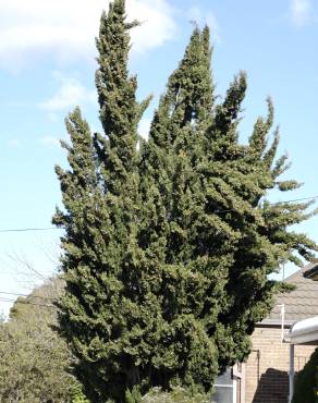 Fotografia 8 da espécie Cupressus sempervirens no Jardim Botânico UTAD