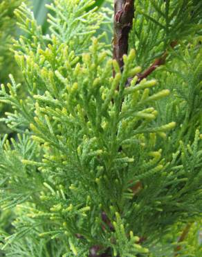 Fotografia 9 da espécie Cupressus sempervirens no Jardim Botânico UTAD