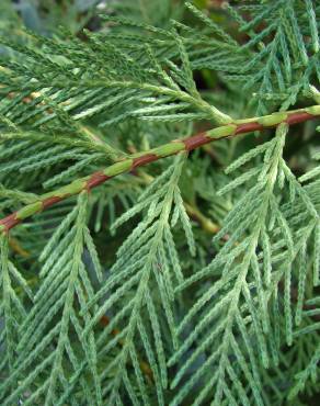 Fotografia 10 da espécie Cupressus sempervirens no Jardim Botânico UTAD