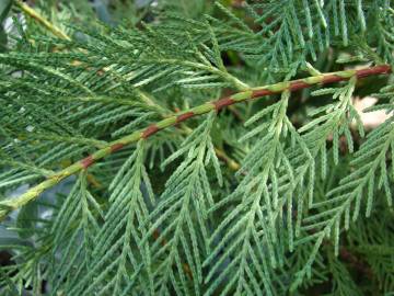 Fotografia da espécie Cupressus sempervirens