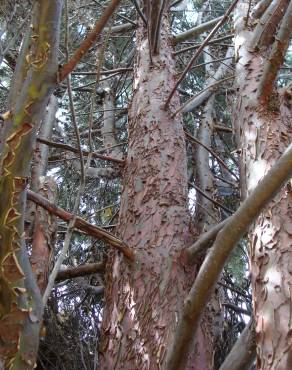 Fotografia 8 da espécie Cupressus arizonica no Jardim Botânico UTAD