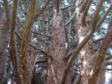 Fotografia da espécie Cupressus arizonica