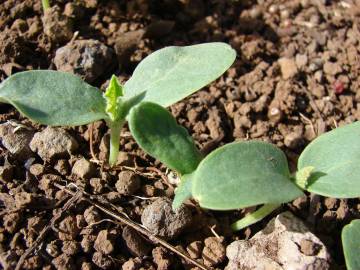 Fotografia da espécie Cucumis melo