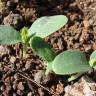 Fotografia 9 da espécie Cucumis melo do Jardim Botânico UTAD