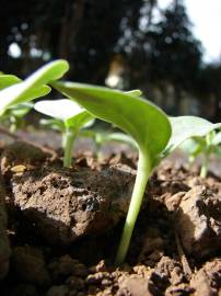 Fotografia da espécie Cucumis melo