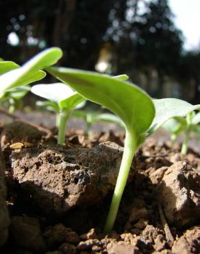 Fotografia 10 da espécie Cucumis melo no Jardim Botânico UTAD