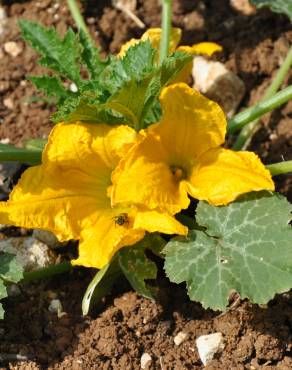 Fotografia 1 da espécie Cucurbita pepo no Jardim Botânico UTAD