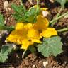 Fotografia 1 da espécie Cucurbita pepo do Jardim Botânico UTAD