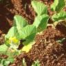 Fotografia 12 da espécie Cucumis melo do Jardim Botânico UTAD