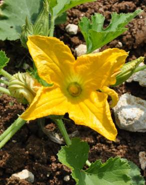 Fotografia 7 da espécie Cucurbita pepo no Jardim Botânico UTAD