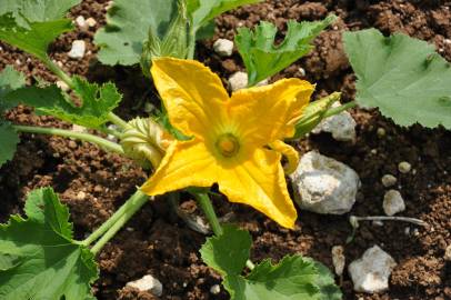 Fotografia da espécie Cucurbita pepo