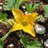 Fotografia 7 da espécie Cucurbita pepo do Jardim Botânico UTAD