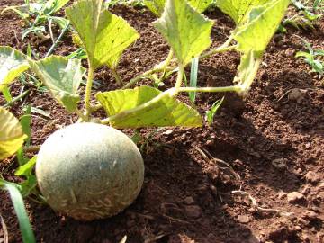 Fotografia da espécie Cucumis melo