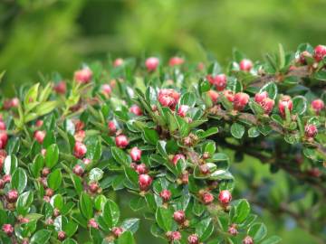 Fotografia da espécie Cotoneaster horizontalis