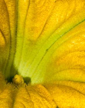 Fotografia 9 da espécie Cucurbita pepo no Jardim Botânico UTAD